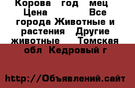 Корова 1 год 4 мец › Цена ­ 27 000 - Все города Животные и растения » Другие животные   . Томская обл.,Кедровый г.